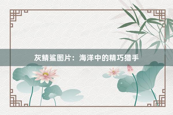 灰鲭鲨图片：海洋中的精巧猎手
